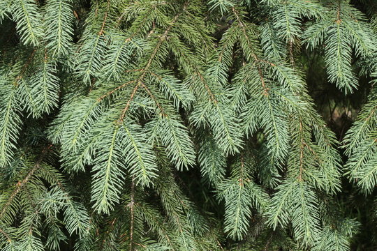 firry branch