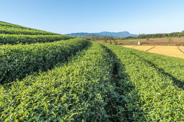 Fototapeta na wymiar Beautiful green tea Plantation, Shui Fong at Chiang Rai - Thaila