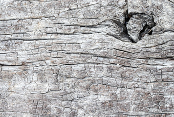 wood texture. background old panels