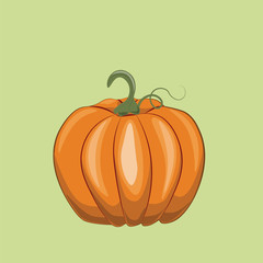 Fresh Pumpkin on green background. Vector