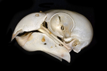 The monk parakeet (Myiopsitta monachus) skull