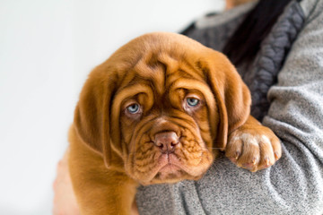 Dogue de Bordeaux puppy in his breeder's arms looking into the camera.