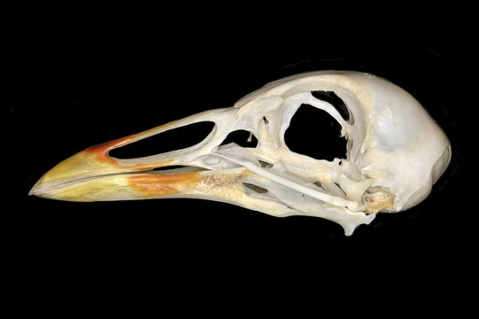 Bird Skull Images – Browse 26,710 Stock Photos, Vectors, and Video | Adobe  Stock