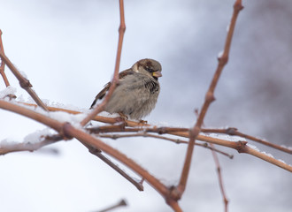 Sparrow on a tree against the blue sky