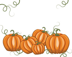 Fresh Pumpkins on white background. Vector