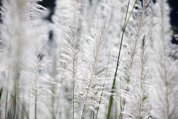 Obraz premium reeds grass background.