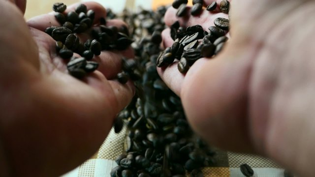 Roasted coffee beans in hands poured in a heap