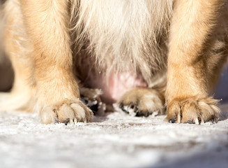 paw dog on the nature