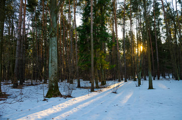 Sun rays of the evening sunset in the winter pine forest