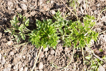 young parsley in the garden on the nature