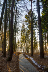 Sun rays of the evening sunset in the winter pine forest