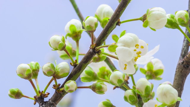 Wild plum flower blossoming / Time lapse video of a wild plum flower growing on a blue background
