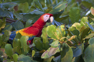 a macaw walks among the leaves