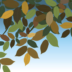 Walnut Tree leaves. Vector