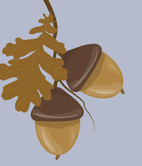 Acorn close up. Vector