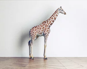 Gardinen das Giraffenbaby © Victor zastol'skiy