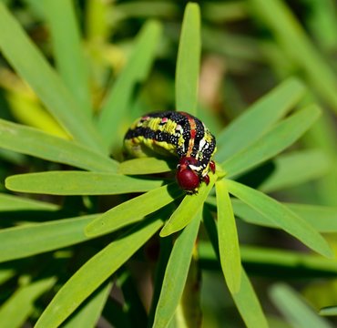 Worm Hyles euphorbiae eating green leaves of euphorbia