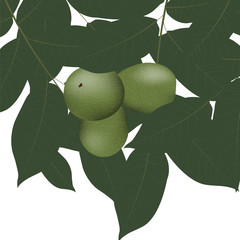 Walnuts and leaves. Vector