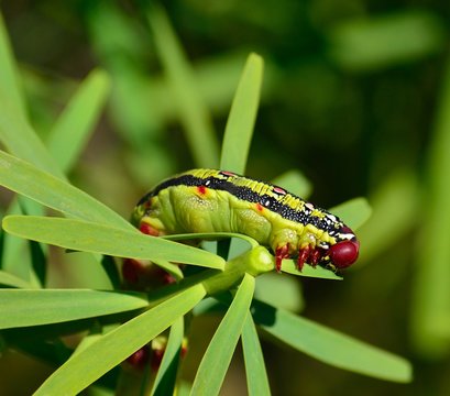 Worm Hyles euphorbiae eating green leaves of euphorbia