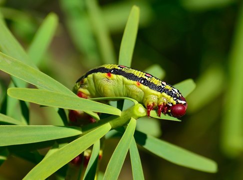 Worm Hyles euphorbiae eating green leaves of euphorbia