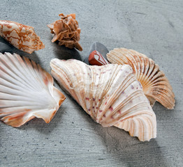 Shells, stones and desert rose