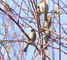 Sparrow on a tree against the blue sky