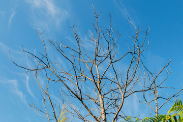 Branch of dead tree with blue sky