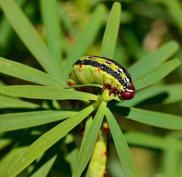Worm Hyles euphorbiae eating green leaves of euphorbia