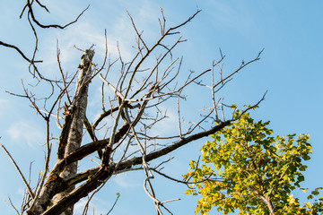 Branch of dead tree with blue sky and the tree is not dead