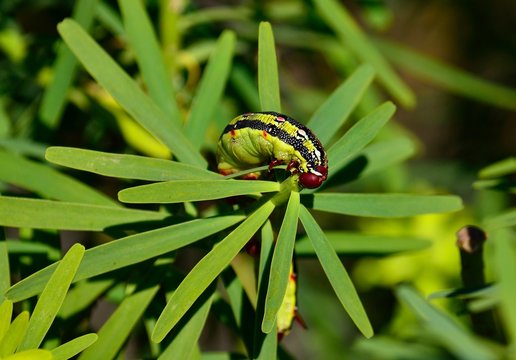 Worm Hyles euphorbiae eating green leaves of euphorbia