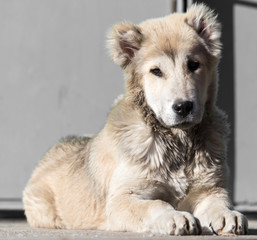 Portrait of a dog on the nature