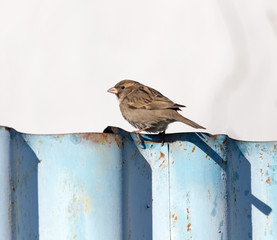 sparrow on the fence on nature
