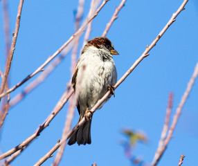 Sparrow on a tree against the blue sky
