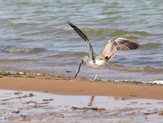 seagull caught fish in flight