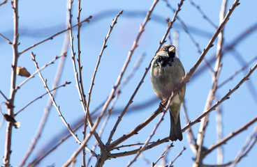 Sparrow on a tree against the blue sky