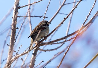 Sparrow on a tree against the blue sky