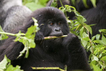 in the virunga park  a small gorilla eats twigs
