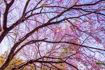 Cherry Blossum Park at Chiangmai Province