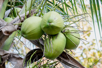 Group of fresh coconuts on the tree