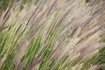 reeds grass background