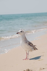 A seagull 