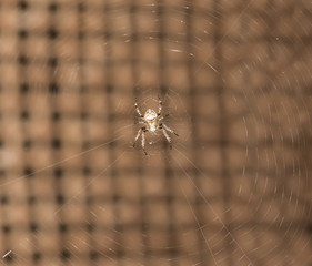 Spider in nature. close