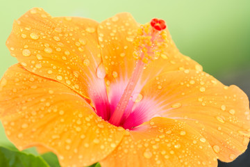 Orange hibiscus flower. © winlyrung