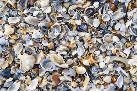 seashells on the beach at Amelia Island Florida