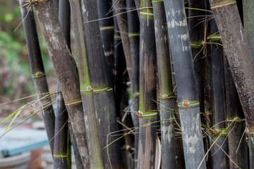 Back bamboo, bamboo species that are rare.