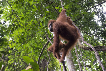 Orangután en la jungla de Bukit Lawang, Sumatra, Indonesia. 