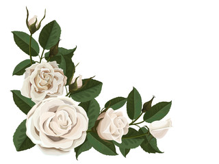 White roses buds and green leaves. Corner composition. Element to decorate greeting or wedding cards in the corner of the sheet. Vector flowers isolated on white background.