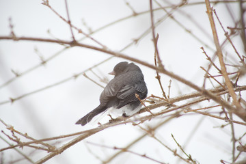 A close up of a mockingbird perched in a bush.