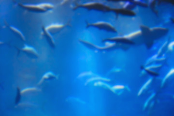aquarium with fish, blurred for background - 102348823