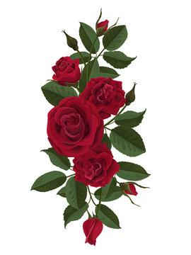 Red roses flowers, buds and leaves. Vector illustration isolated on white background (there is no gradient fill and mesh).